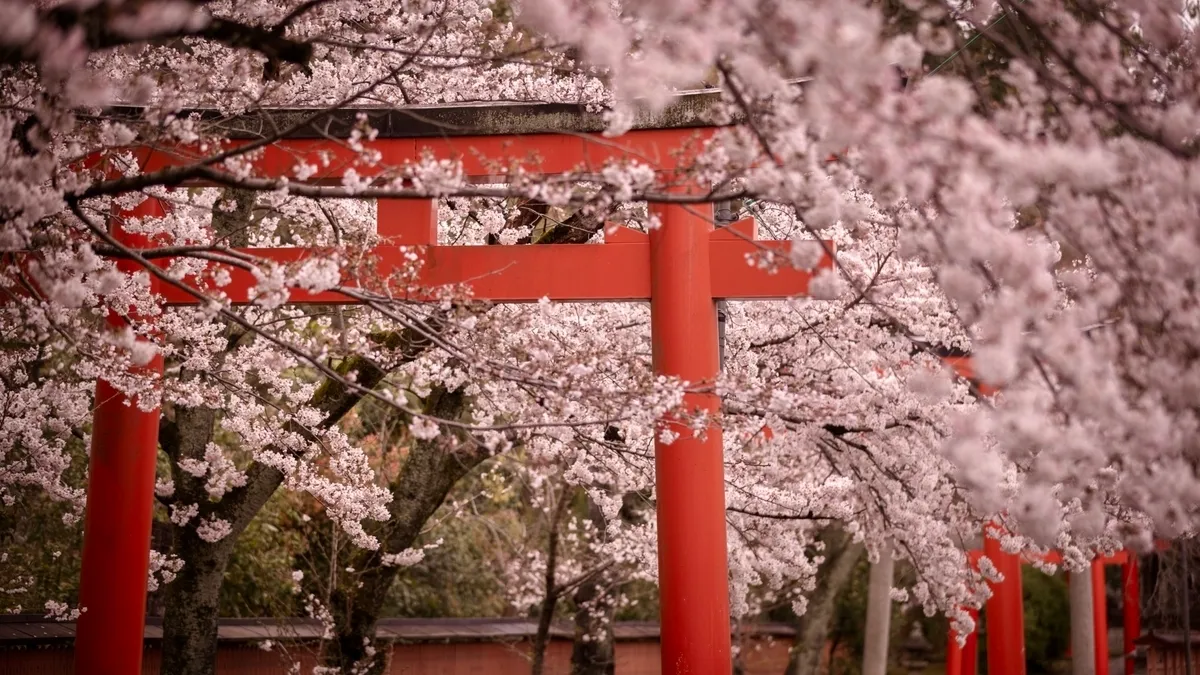 鳥居と桜