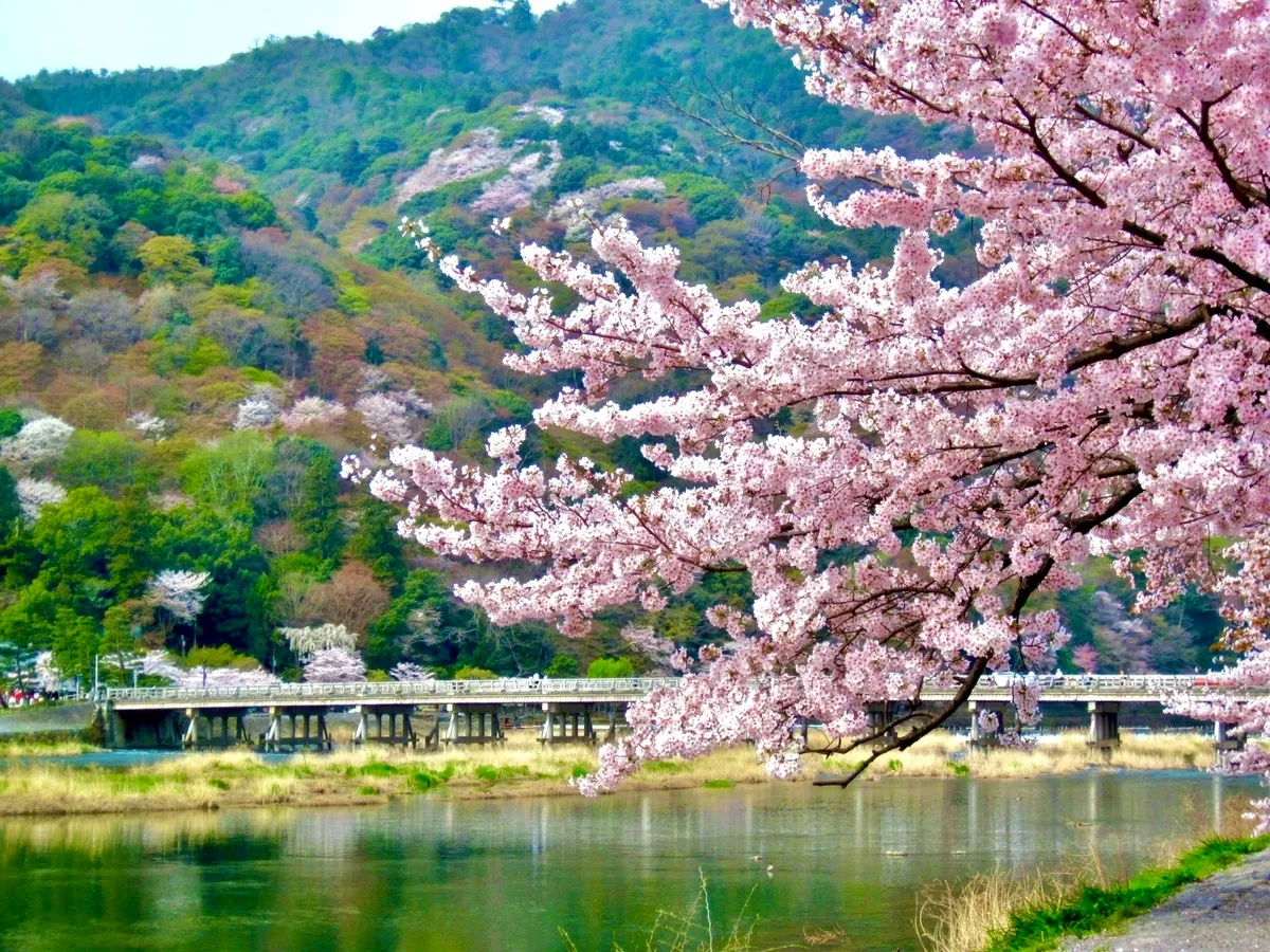 春の渡月橋