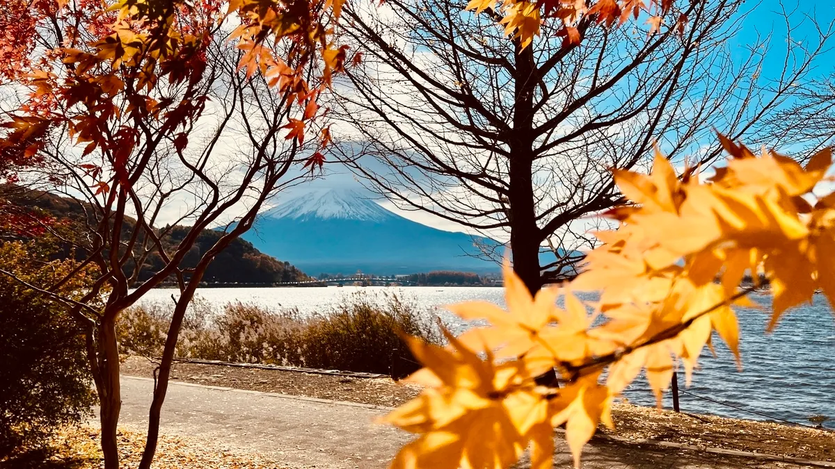 黄金色の銀杏と富士山