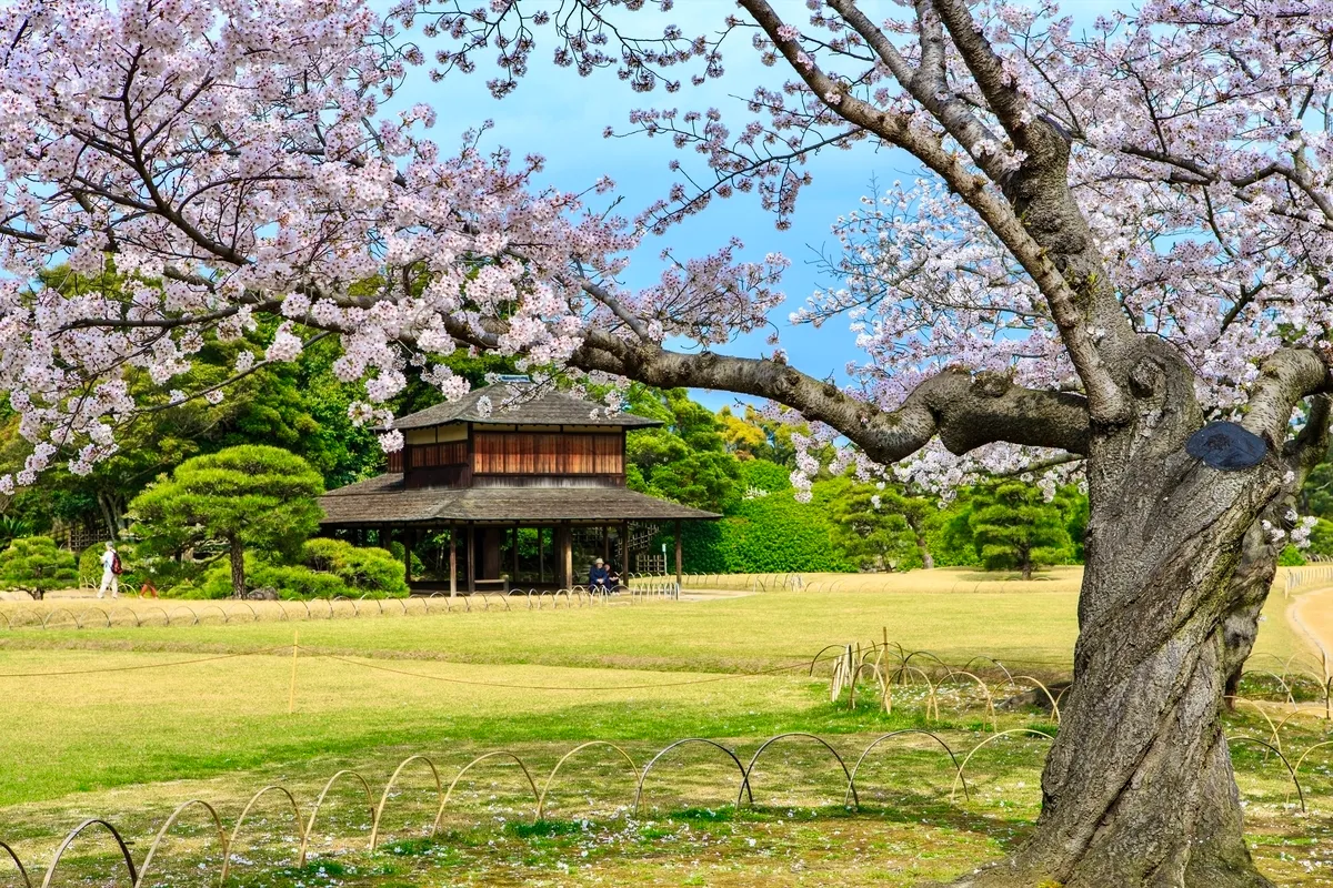 桜と庭園