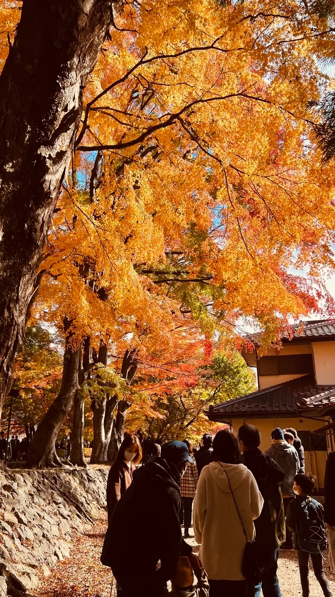 富士河口湖紅葉まつり