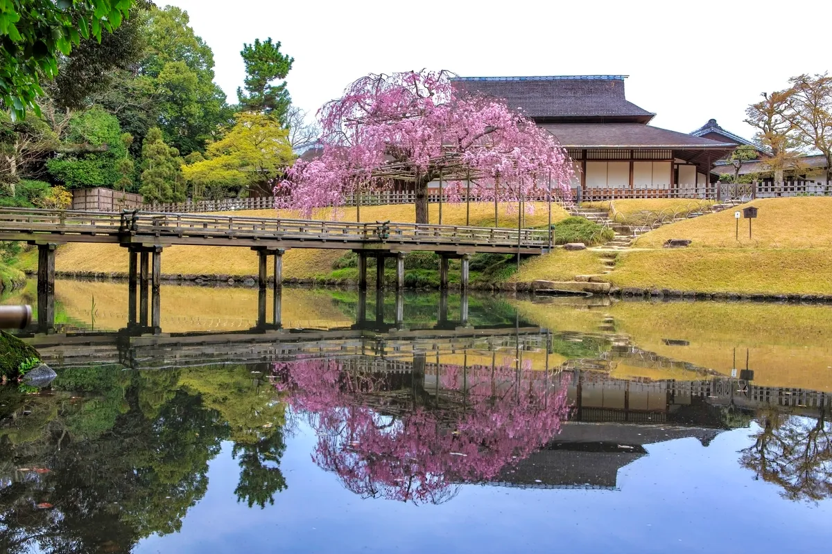 桜と庭園