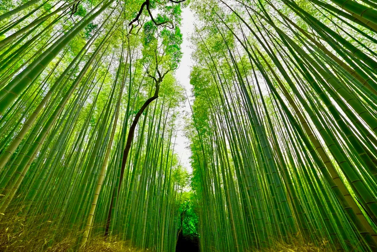 竹林の小径