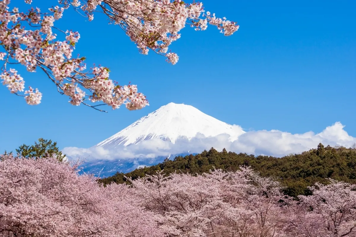 富士山と桜