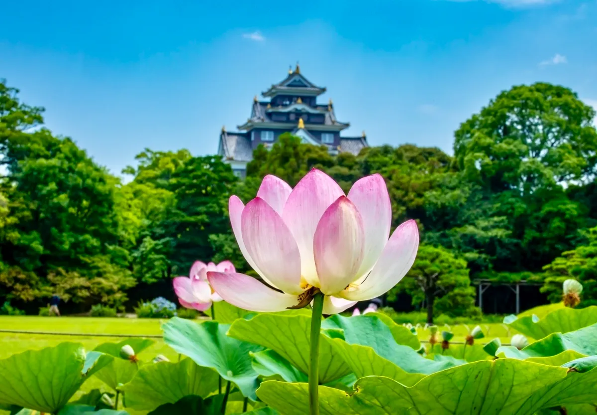 蓮と庭園