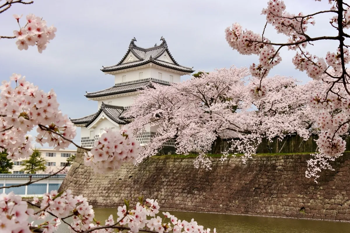桜と新発田城