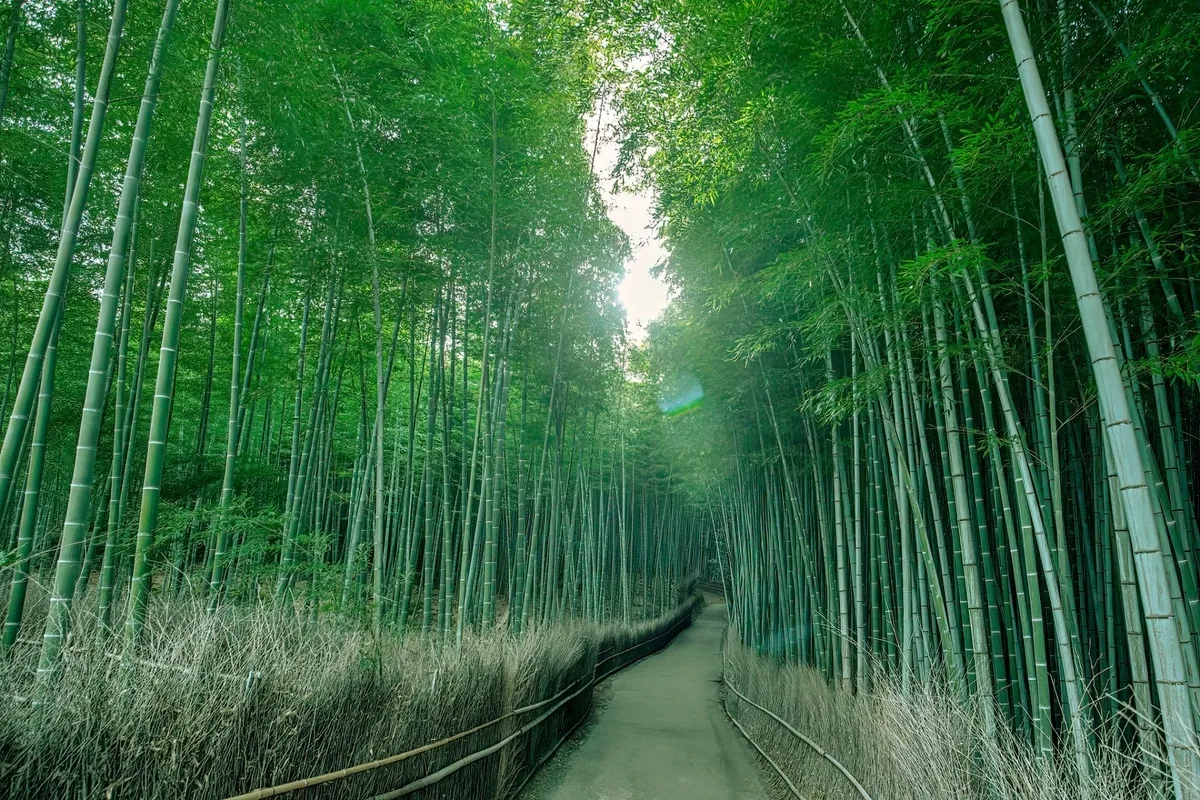 竹林の小径（朝）