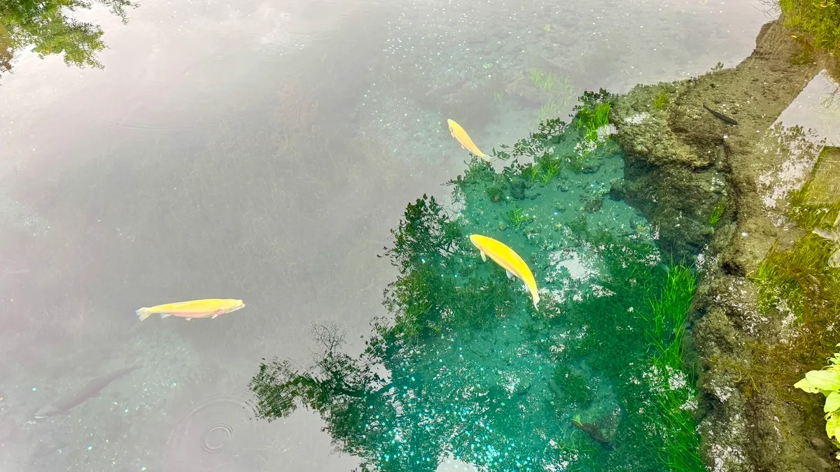 湧池で泳ぐ魚たち