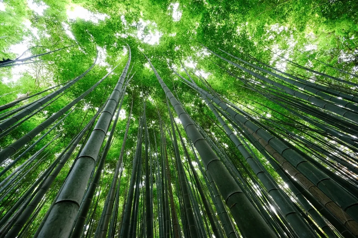 竹林の小径（朝）