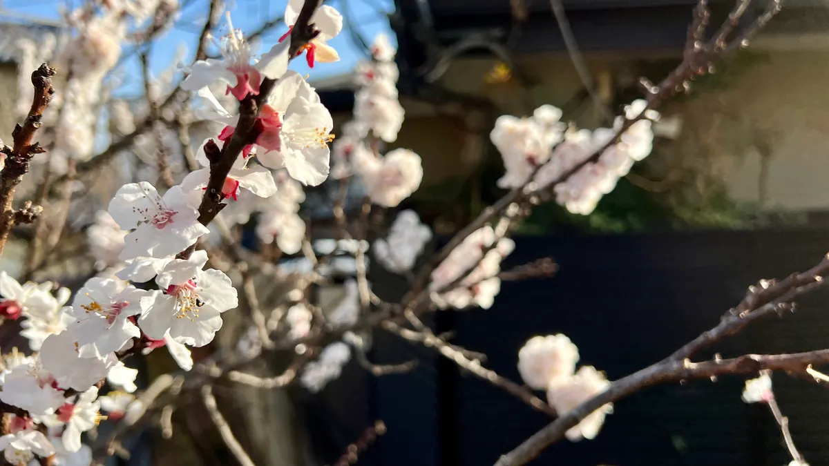 桜