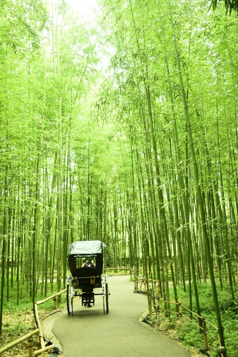 竹林の小径を走る人力車