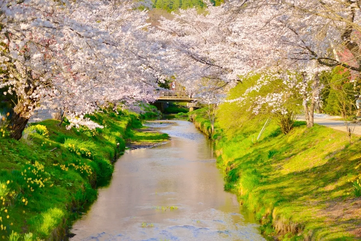 遊歩道と桜