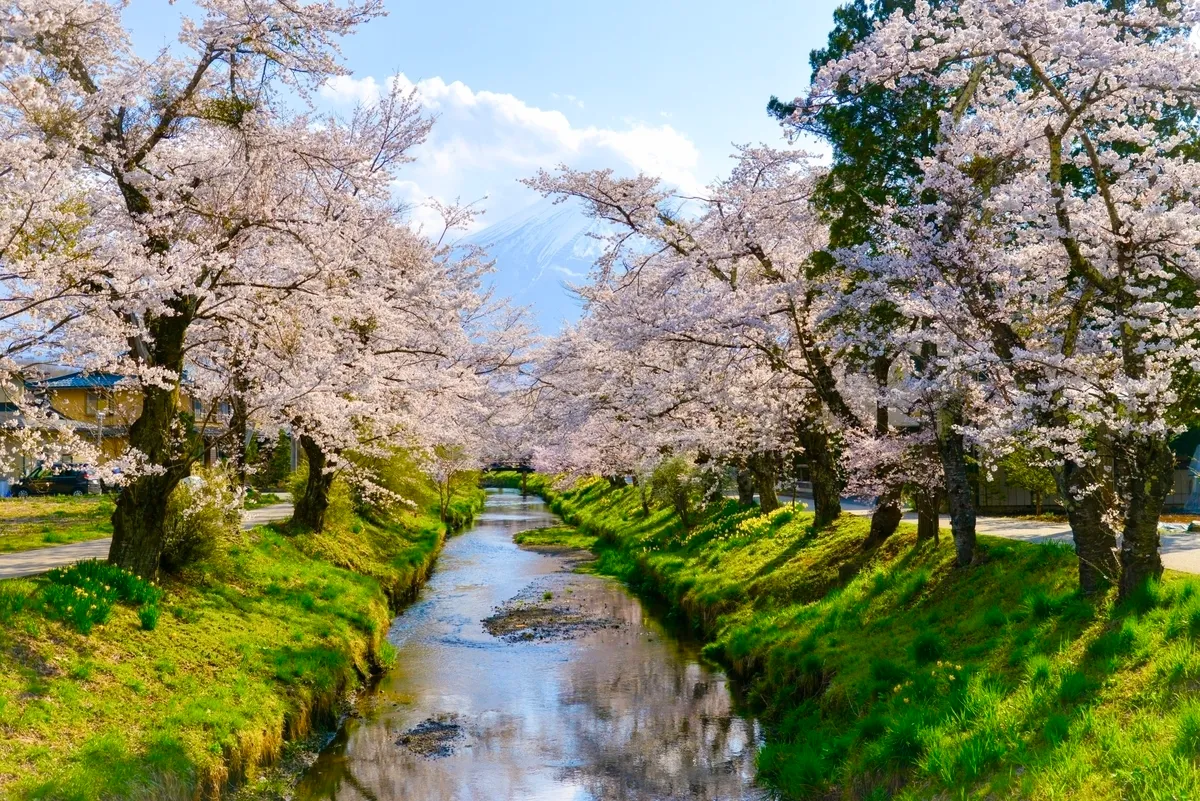 富士山と桜と湧水