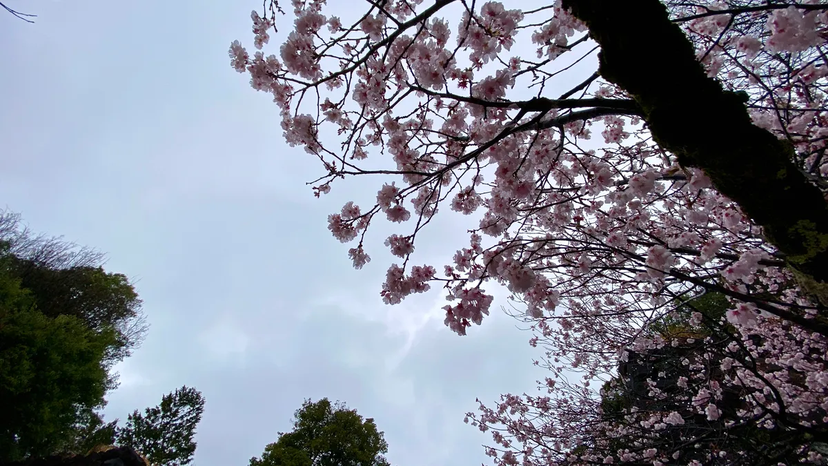境内に咲く桜