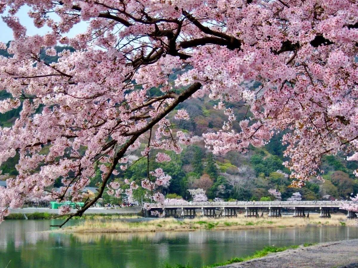 桜と渡月橋