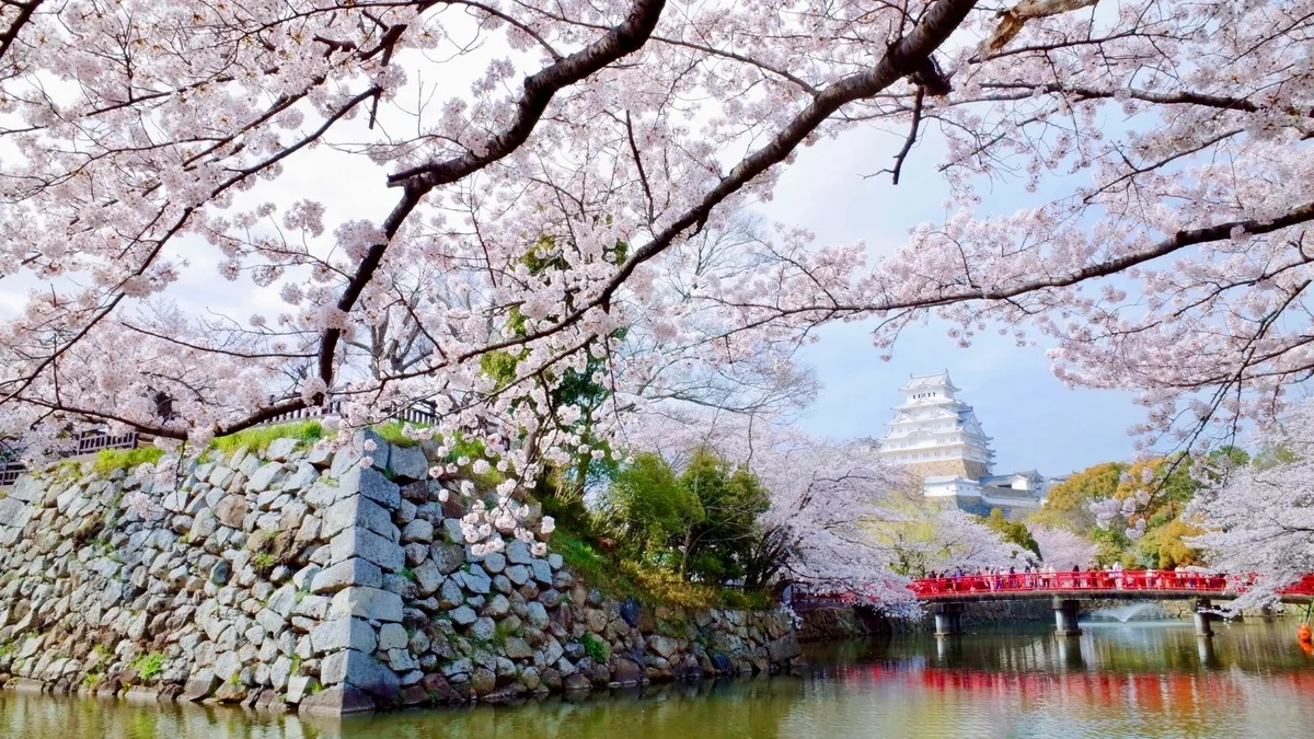 姫路城と桜