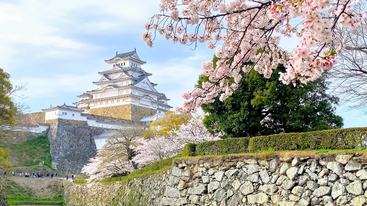 姫路城と桜