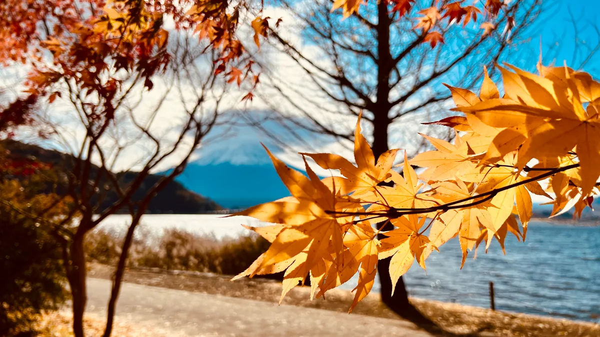 河口湖の紅葉