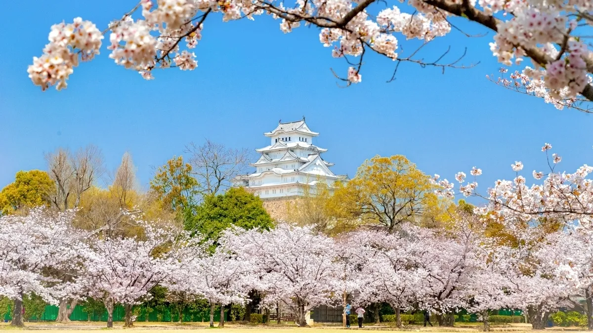 姫路城と桜