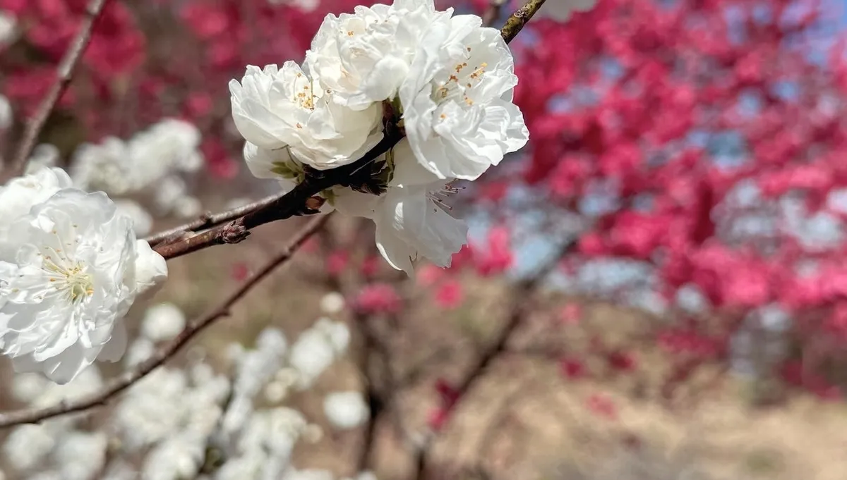 桜