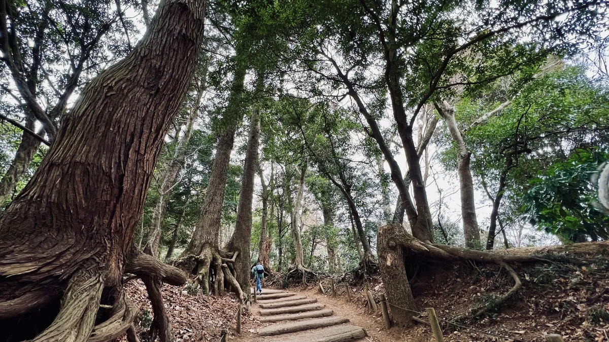 木々に囲まれた山道