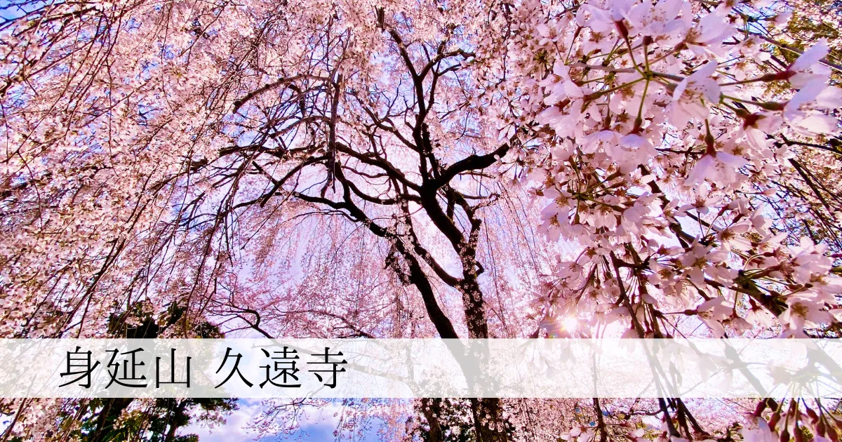 日本の桜の美しさ、ここに極まる。身延山久遠寺「巨大枝垂れ桜」